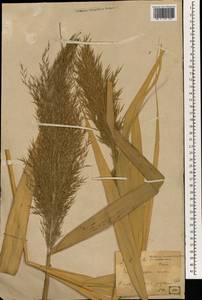 Phragmites australis (Cav.) Trin. ex Steud., South Asia, South Asia (Asia outside ex-Soviet states and Mongolia) (ASIA) (Japan)