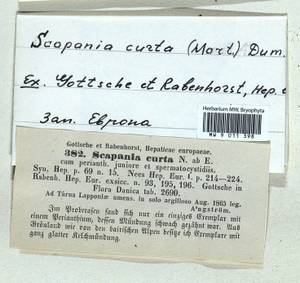 Scapania curta (Mart.) Dumort., Bryophytes, Bryophytes - Western Europe (BEu)