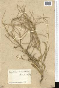 Sisymbrium subspinescens Bunge, Middle Asia, Muyunkumy, Balkhash & Betpak-Dala (M9) (Kazakhstan)