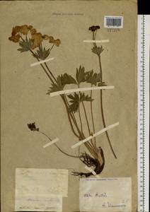 Anemonastrum narcissiflorum subsp. crinitum (Juz.) Raus, Siberia, Western (Kazakhstan) Altai Mountains (S2a) (Kazakhstan)