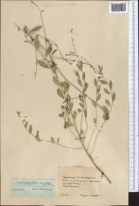 Haplophyllum acutifolium (DC.) G. Don, Middle Asia, Karakum (M6) (Turkmenistan)