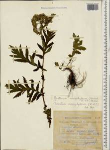 Tanacetum macrophyllum (Waldst. & Kit.) Sch. Bip., Caucasus, Georgia (K4) (Georgia)