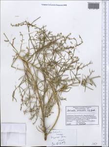 Nitrosalsola orientalis (S. G. Gmel.) Theodorova, Middle Asia, Pamir & Pamiro-Alai (M2) (Tajikistan)