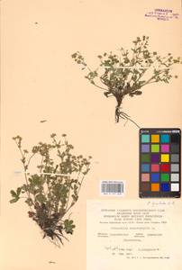 Potentilla patula Waldst. & Kit., Eastern Europe, Central forest-and-steppe region (E6) (Russia)