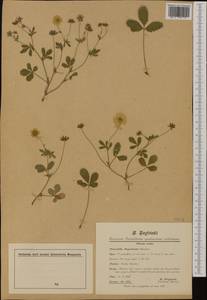 Potentilla grandiflora L., Western Europe (EUR) (Switzerland)