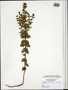 Hypericum maculatum, Eastern Europe, Central region (E4) (Russia)