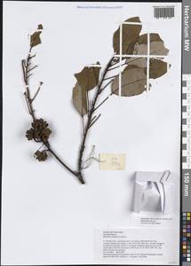Rhodoleia championii Hook., South Asia, South Asia (Asia outside ex-Soviet states and Mongolia) (ASIA) (Vietnam)