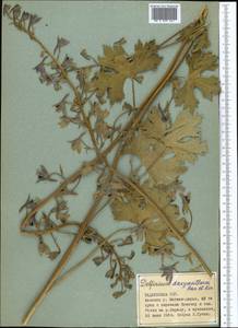 Delphinium dasyanthum Kar. & Kir., Middle Asia, Pamir & Pamiro-Alai (M2) (Tajikistan)