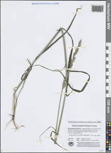 Elymus mutabilis (Drobow) Tzvelev, Eastern Europe, Northern region (E1) (Russia)