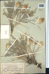Astragalus inaequalifolius Basilevsk., Middle Asia, Western Tian Shan & Karatau (M3) (Kazakhstan)