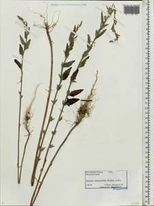 Atriplex oblongifolia Waldst. & Kit., Eastern Europe, Rostov Oblast (E12a) (Russia)