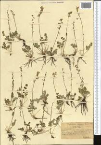 Thalictrum alpinum L., Middle Asia, Northern & Central Tian Shan (M4) (Kazakhstan)