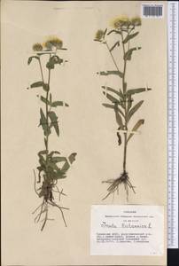 Pentanema britannicum (L.) D. Gut. Larr., Santos-Vicente, Anderb., E. Rico & M. M. Mart. Ort., Siberia, Altai & Sayany Mountains (S2) (Russia)