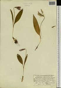 Erythronium sibiricum (Fisch. & C.A.Mey.) Krylov, Siberia, Altai & Sayany Mountains (S2) (Russia)