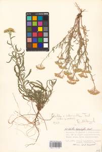 Achillea ×submicrantha Tzvelev, Eastern Europe, Lower Volga region (E9) (Russia)