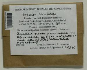 Entodon concinnus (De Not.) Paris, Bryophytes, Bryophytes - Russian Far East (excl. Chukotka & Kamchatka) (B20) (Russia)