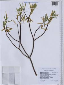 Euphorbia dendroides L., Western Europe (EUR) (Italy)