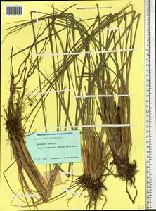 Carex elata subsp. omskiana (Meinsh.) Jalas, Siberia, Western Siberia (S1) (Russia)
