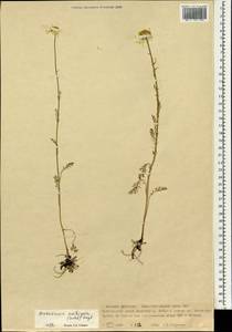 Tripleurospermum ambiguum (Ledeb.) Franch. & Sav., Mongolia (MONG) (Mongolia)