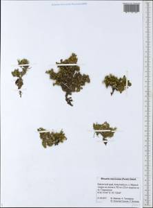 Pseudocherleria macrocarpa (Pursh) Dillenb. & Kadereit, Siberia, Chukotka & Kamchatka (S7) (Russia)