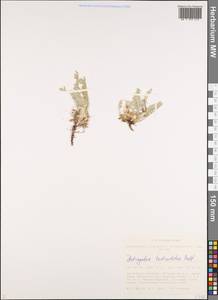 Astragalus testiculatus Pall., Siberia, Altai & Sayany Mountains (S2) (Russia)