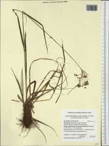 Luzula luzuloides (Lam.) Dandy & E.Willm., Western Europe (EUR) (Bulgaria)