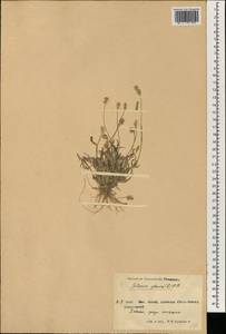 Setaria pumila (Poir.) Roem. & Schult., South Asia, South Asia (Asia outside ex-Soviet states and Mongolia) (ASIA) (China)