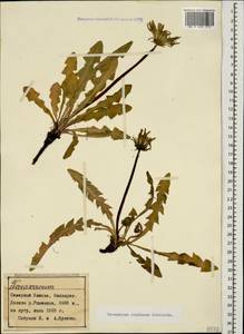 Taraxacum confusum Schischk., Caucasus, Stavropol Krai, Karachay-Cherkessia & Kabardino-Balkaria (K1b) (Russia)