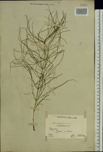 Equisetum arvense L., Eastern Europe, North Ukrainian region (E11) (Ukraine)