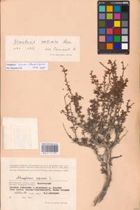 Atraphaxis replicata Lam., Eastern Europe, Lower Volga region (E9) (Russia)
