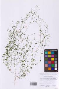 Arenaria serpyllifolia L., Eastern Europe, Moscow region (E4a) (Russia)