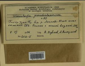 Warnstorfia pseudostraminea (Müll. Hal.) Tuom. & T.J. Kop., Bryophytes, Bryophytes - Western Siberia (including Altai) (B15) (Russia)
