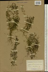 Galium trifidum L., Eastern Europe, Central forest-and-steppe region (E6) (Russia)