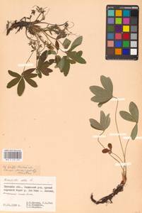 Potentilla alba L., Eastern Europe, Central forest-and-steppe region (E6) (Russia)