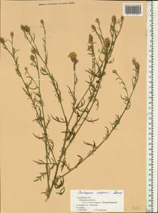 Centaurea majorovii Dumbadze, Eastern Europe, Central forest-and-steppe region (E6) (Russia)