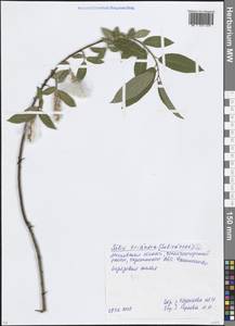 Salix triandra L., Eastern Europe, Moscow region (E4a) (Russia)