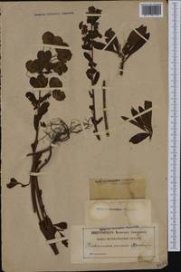 Euphorbia amygdaloides L., Western Europe (EUR) (France)