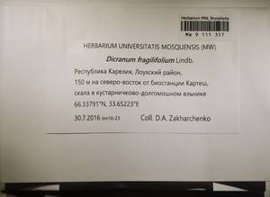 MW 9 111 357, Dicranum fragilifolium Lindb., Bryophytes, Bryophytes - Karelia, Leningrad & Murmansk Oblasts (B4) (Russia)