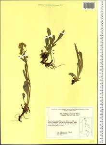 Solidago compacta Turcz., Siberia, Chukotka & Kamchatka (S7) (Russia)