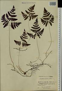 Gymnocarpium dryopteris (L.) Newman, Siberia, Baikal & Transbaikal region (S4) (Russia)