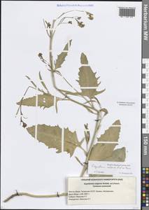 Sisymbrium volgense M.Bieb. ex E.Fourn., Eastern Europe, Middle Volga region (E8) (Russia)