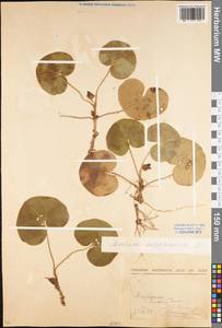 Asarum europaeum L., Eastern Europe, Moscow region (E4a) (Russia)