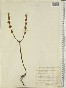 Salvia viridis L., Caucasus, Dagestan (K2) (Russia)