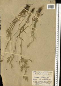 Bromus squarrosus L., Eastern Europe, Western region (E3) (Russia)