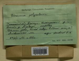 Dicranum polysetum Sw., Bryophytes, Bryophytes - Baikal & Transbaikal regions (B18) (Russia)