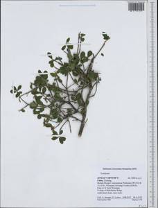 Lonicera, South Asia, South Asia (Asia outside ex-Soviet states and Mongolia) (ASIA) (China)
