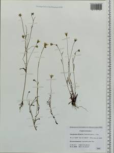 Crepis tectorum L., Siberia, Russian Far East (S6) (Russia)