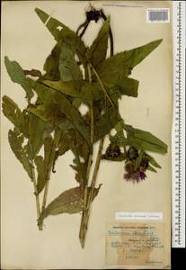 Centaurea phrygia subsp. alutacea (Dobrocz.) Greuter, Caucasus, Krasnodar Krai & Adygea (K1a) (Russia)