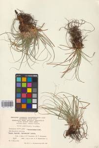 Carex pediformis C.A.Mey., Eastern Europe, Eastern region (E10) (Russia)