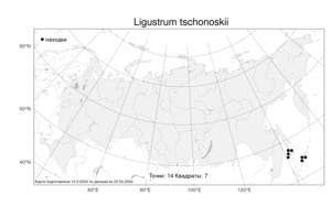 Ligustrum tschonoskii Decne., Atlas of the Russian Flora (FLORUS) (Russia)